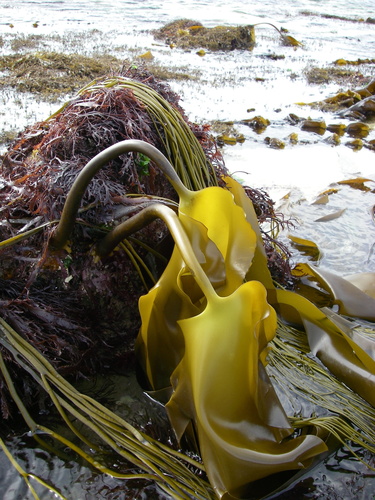 Laminaria ochroleuca