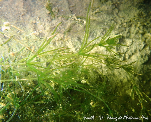 Lamprothamnium papulosum