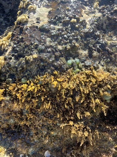 Laurencia obtusa