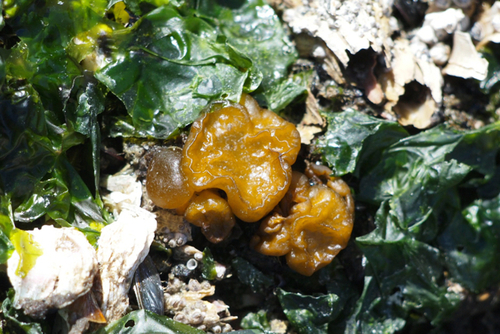 Leathesia marina