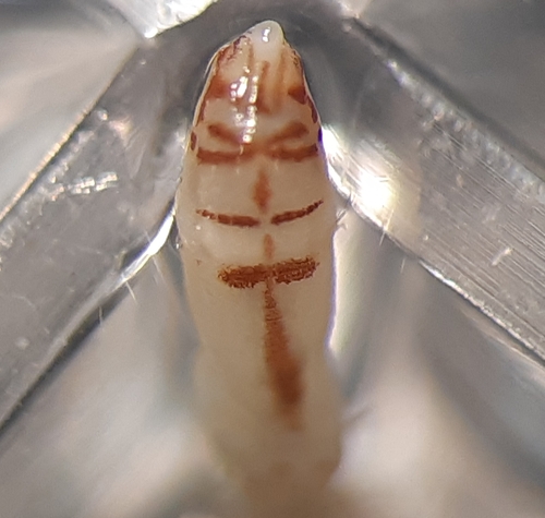 Leiochone leiopygos