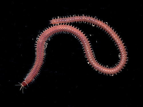 Leodice harassii