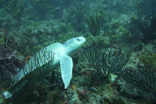 Tortue de Kemp