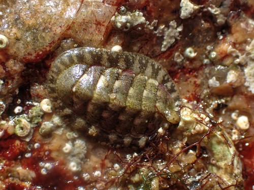 Chiton cendré