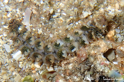 Lepidonotus clava