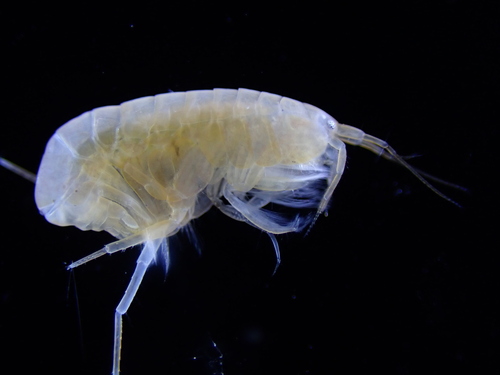 Leptocheirus hirsutimanus