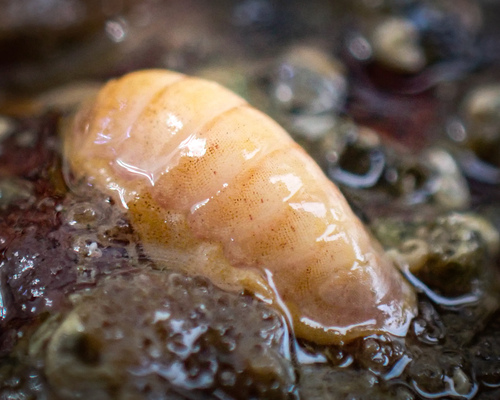Leptochiton cancellatus