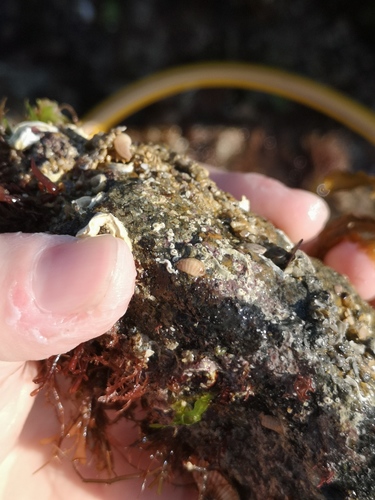 Leptochiton scabridus
