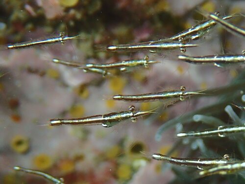 Leptomysis mediterranea