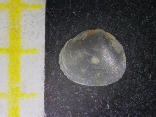 Lepton squamosum