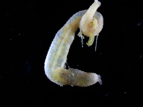 Leptosynapta galliennii