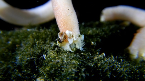 Leptosynapta inhaerens