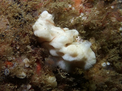 Leucandra gossei