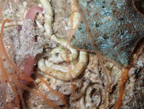 Leucocephalonemertes aurantiaca