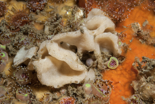 Leuconia nivea