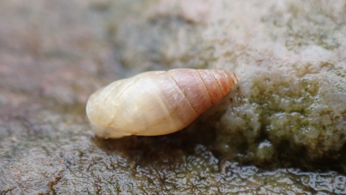 Leucophytia bidentata