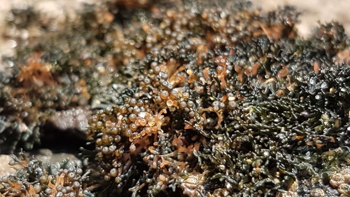 Lichina pygmaea