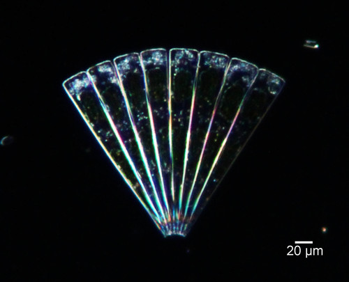Licmophora flabellata