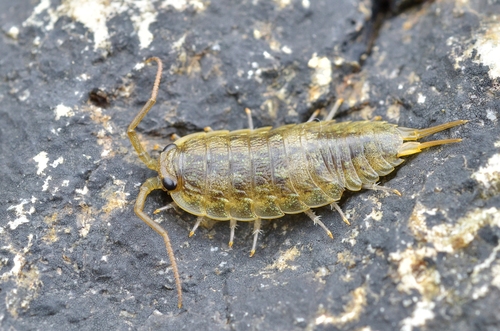 Ligia oceanica