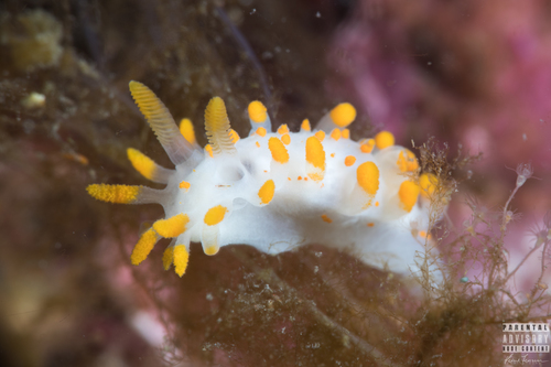 Limacia clavigera