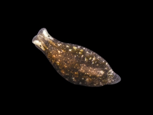 Limapontia depressa