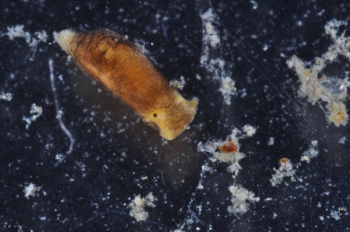 Limapontia senestra