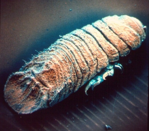 Limnoria quadripunctata