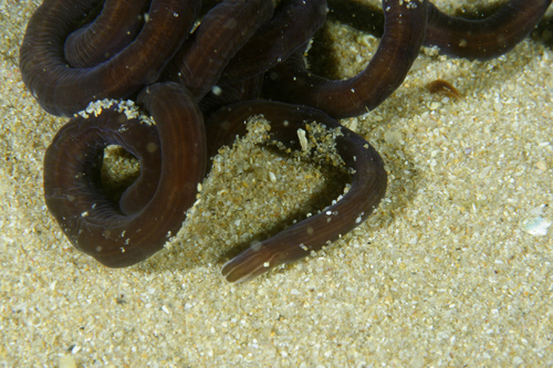 Lineus longissimus