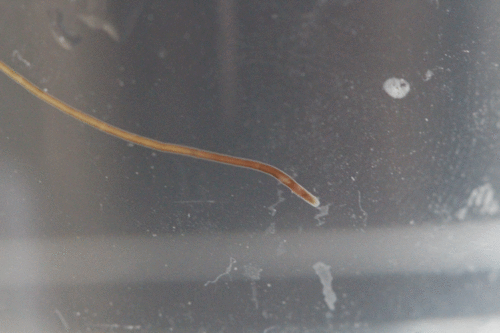 Lineus viridis
