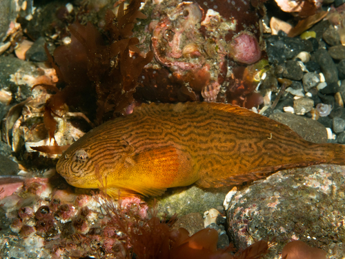 Petite limace de mer, Liparis