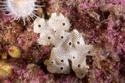 Lissoclinum perforatum